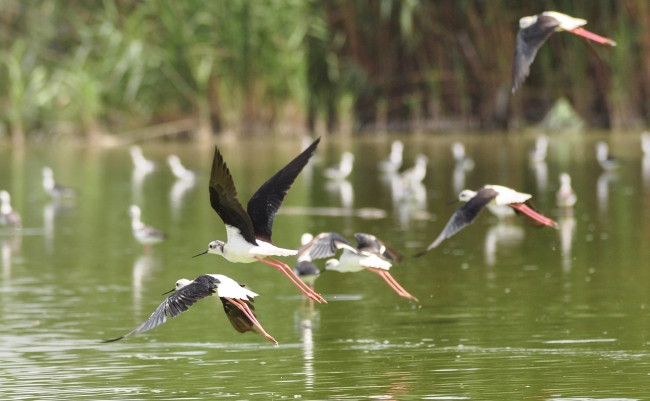 Doğa harikası Eber Gölünün korunması için belgesel çekilecek