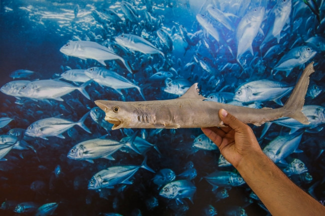 Üç kıtadan getirilen balıklarla müze oluşturuldu