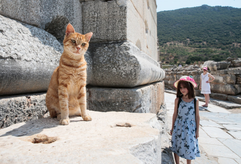 Efesin kedileri