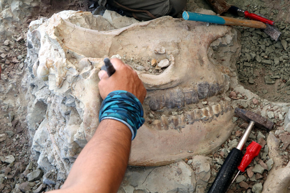 Çankırıda 8,5 milyon yıllık Gergedan kafatası bulundu