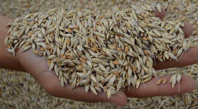 Siyez buğdayı 3000 yıl sonra Frigyada üretildi