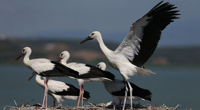 Bursanın Leylek Gölü bu sezon binlerce ziyaretçi ağırladı