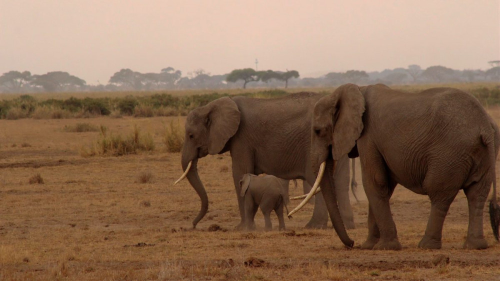Korumaya alınan fillerin bebek sayısı artıyor