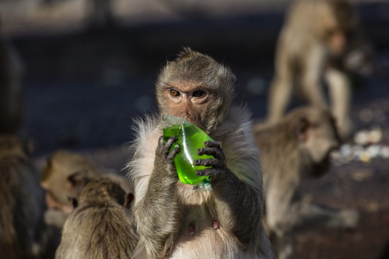 Taylandlı maymunlar açık büfenin keyfini çıkarttı