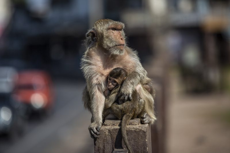 Taylandlı maymunlar açık büfenin keyfini çıkarttı