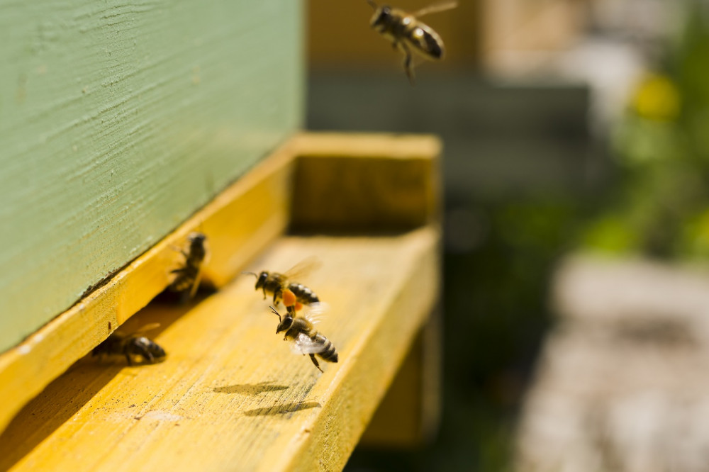 Bal arılarının 10 önemli özelliği ve yönetim sistemleri