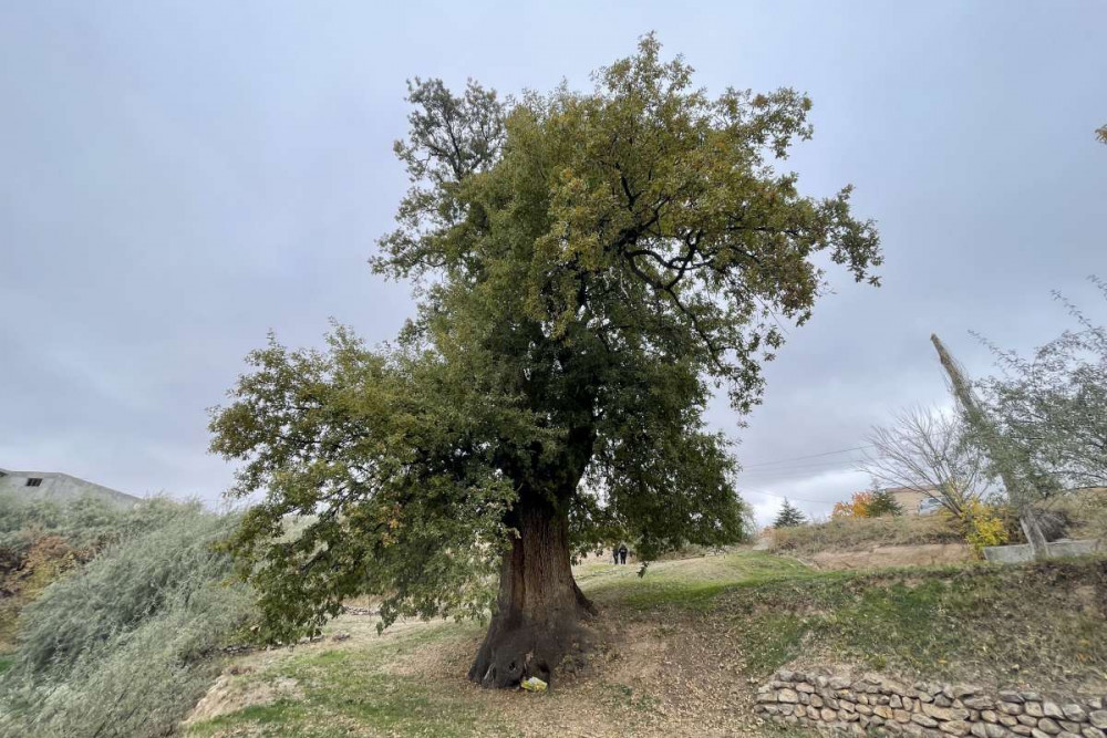 Avanostaki anıt ağaç 530 yaşında 6 metre eninde ve 36 metre boyunda