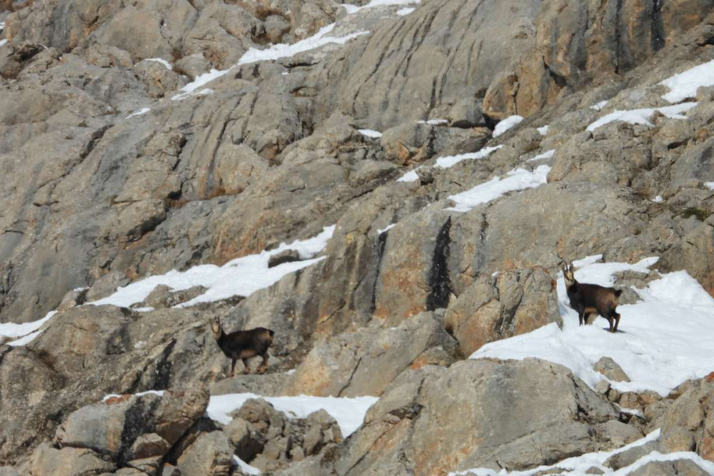 Çengel boynuzlu dağ keçileri