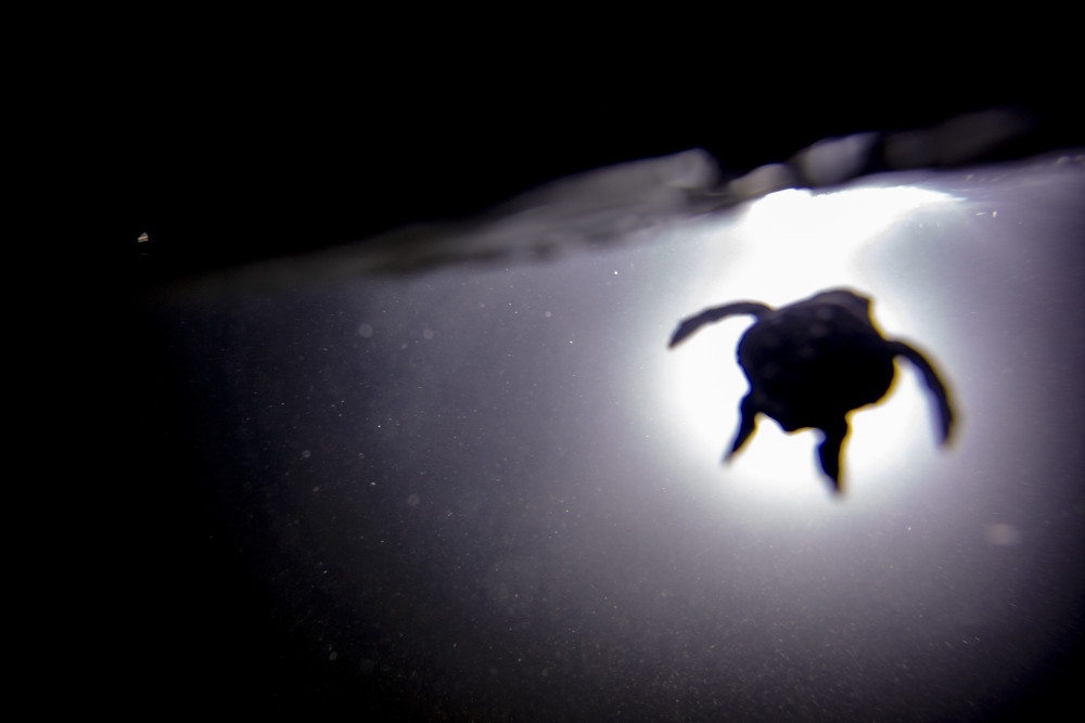 Deniz kaplumbağaları için gece gündüz çalışıyorlar