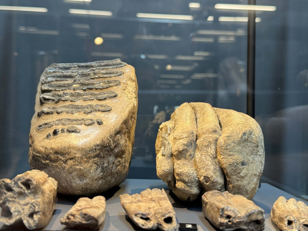 Karadenizde bulunan mamut ve yaban atı fosili Samsun Müzesi