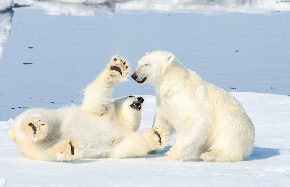 Sevimli kutup ayılarının kardeş kavgası