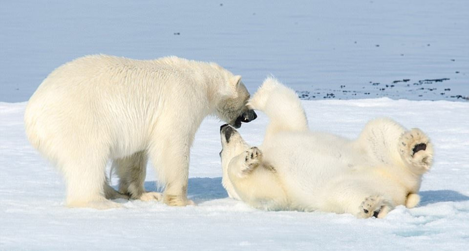 Sevimli kutup ayılarının kardeş kavgası
