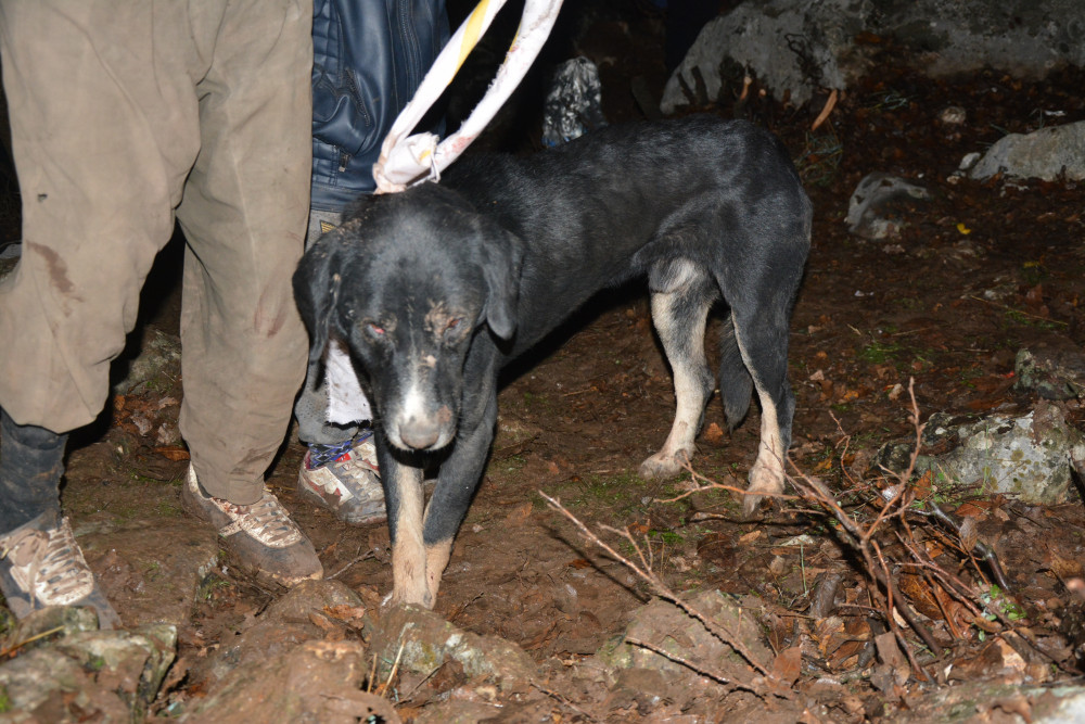 Sahibi kayalıktan kurtarılan köpeğine sarıldı