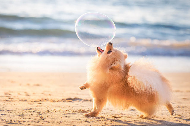 Yılın Köpek Fotoğrafçısı 2018in kazananları belli oldu! İşte en iyi köpek fotoğrafları!