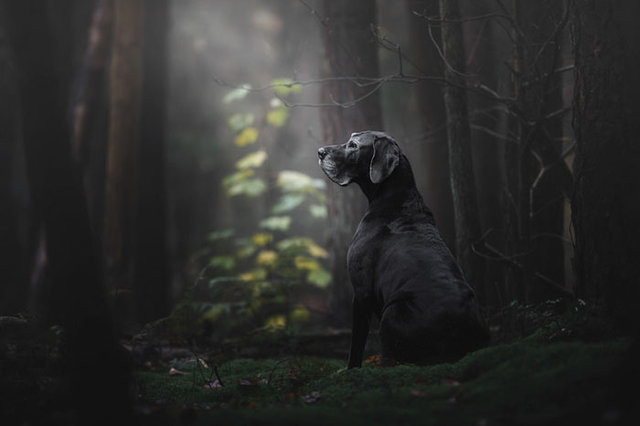 Yılın Köpek Fotoğrafçısı 2018in kazananları belli oldu! İşte en iyi köpek fotoğrafları!