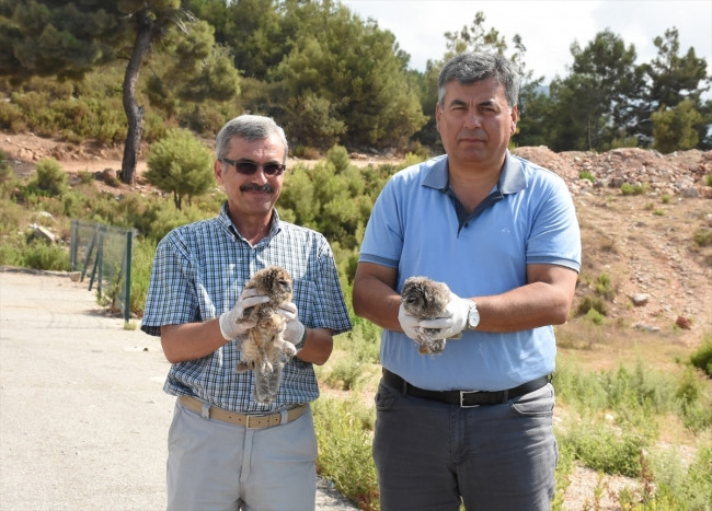 Tedavi edilen iki yavru baykuş doğaya bırakıldı