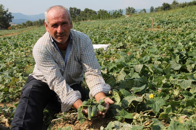 Turşuluk salatalık çiftçinin yüzünü güldürdü