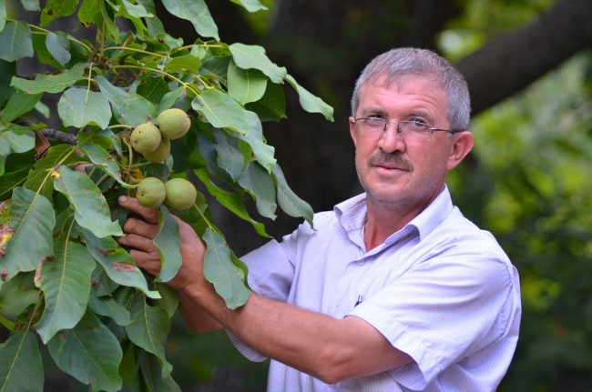 200 yıllık ceviz ağacı yılda yarım ton ürün veriyor