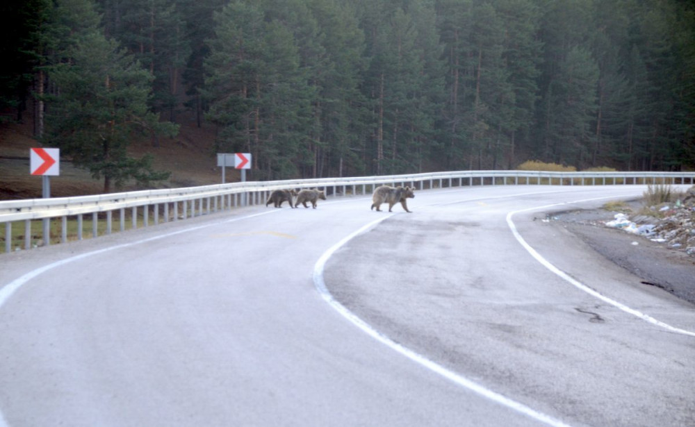 Sarıkamışta çöplükten beslenen bozayılar