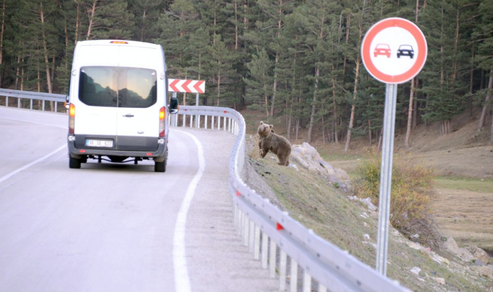 Sarıkamışta çöplükten beslenen bozayılar