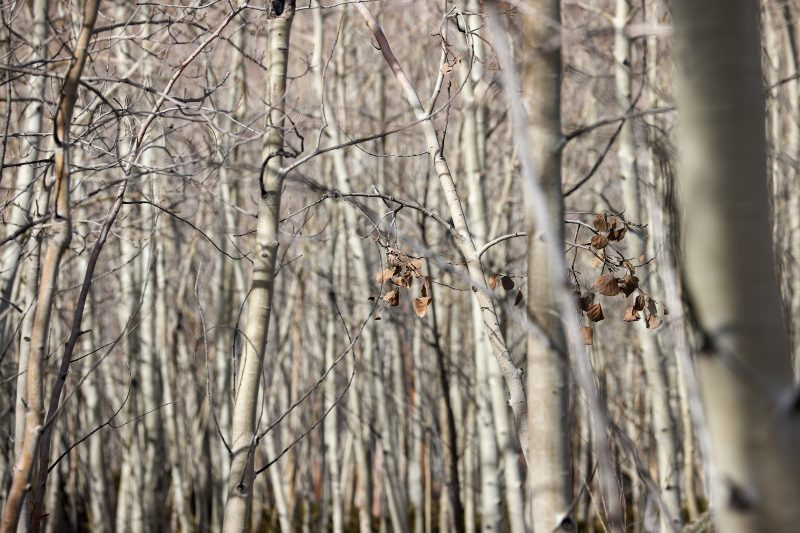 80 bin yıldır yaşayan ağaç türü: Pando
