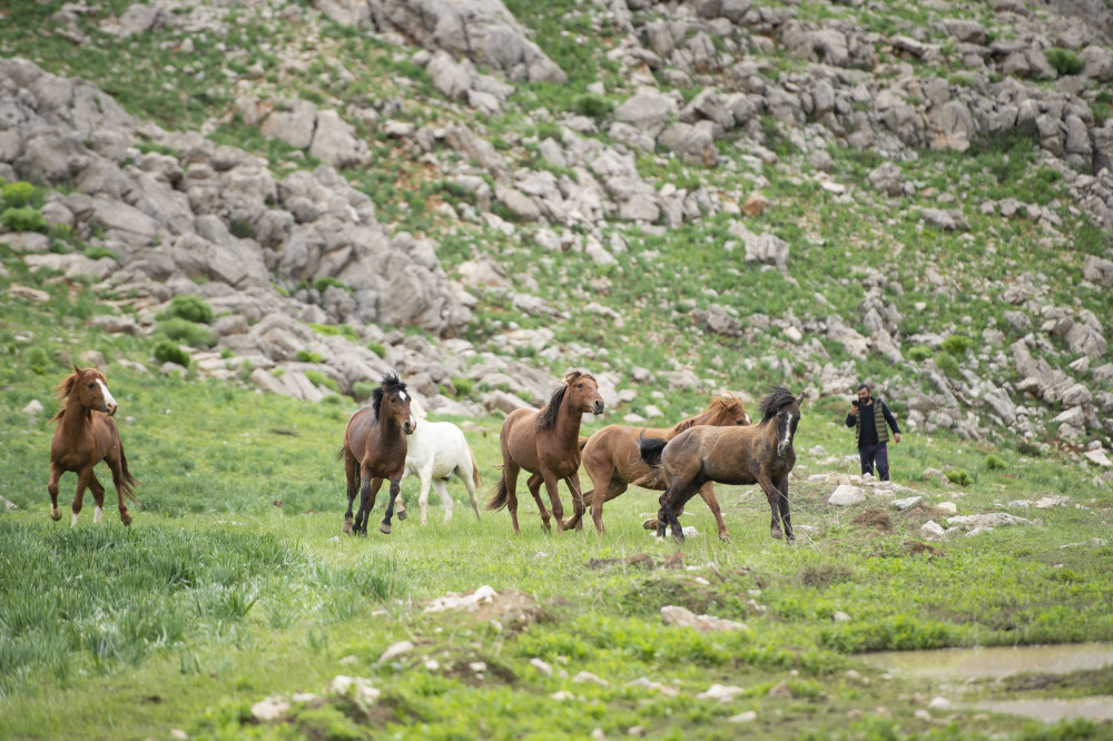 Atlar zamanı