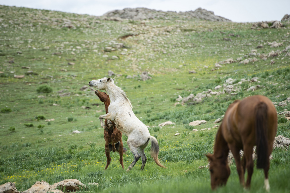 Atlar zamanı