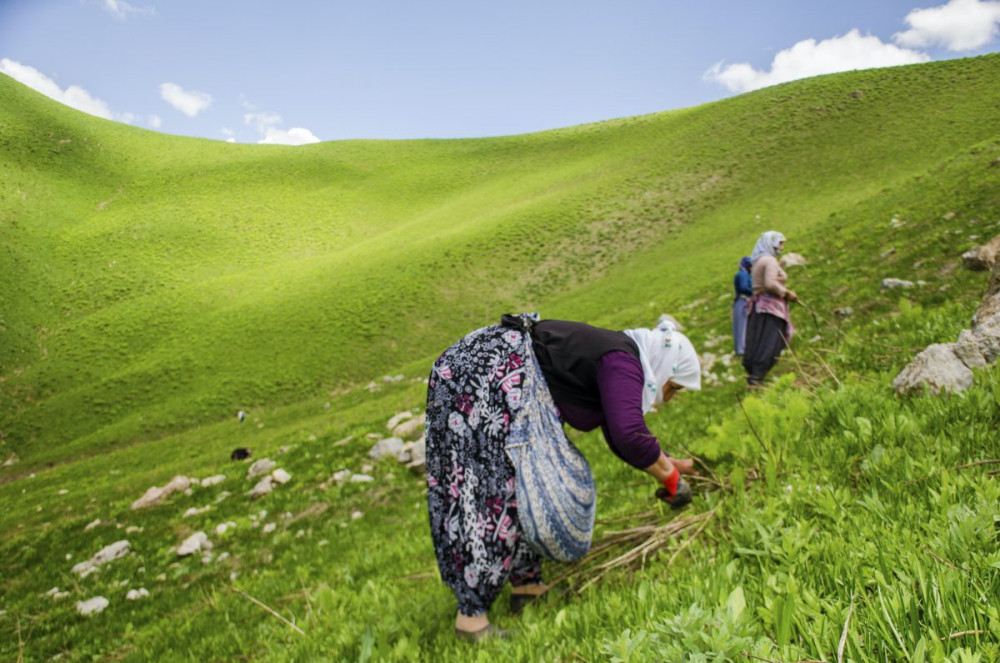 Faraşin Yaylasında Siyabo günleri başladı 