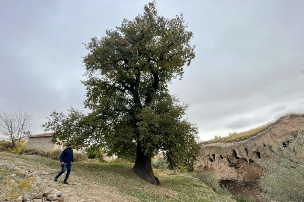 Avanostaki anıt ağaç 530 yaşında 6 metre eninde ve 36 metre boyunda