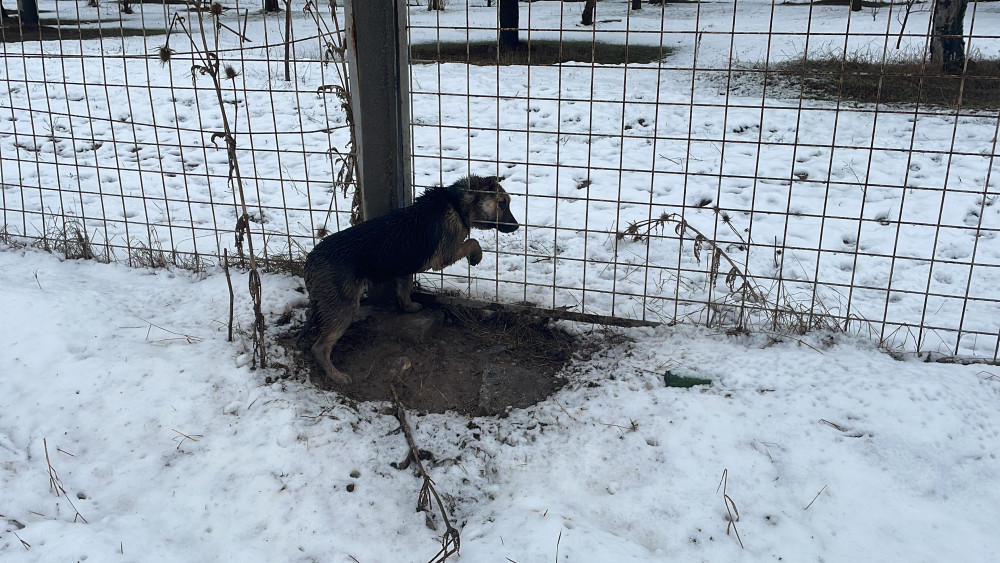 Meraklı köpek kafasını tellere sıkıştırdı