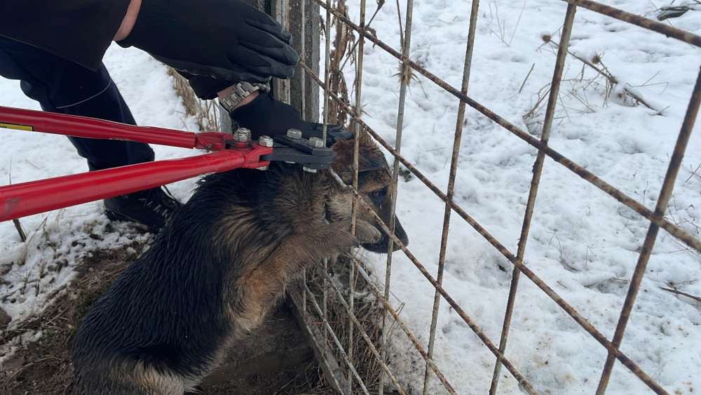 Meraklı köpek kafasını tellere sıkıştırdı