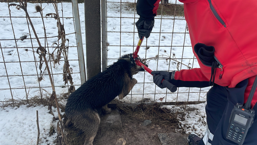 Meraklı köpek kafasını tellere sıkıştırdı