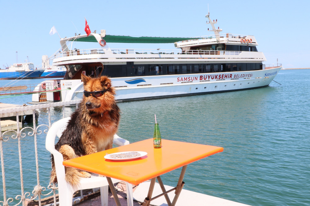 Dost adlı köpek kahvehane müşterilerinin sevgilisi oldu