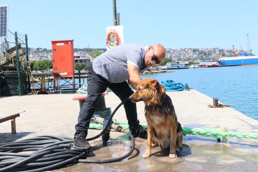 Dost adlı köpek kahvehane müşterilerinin sevgilisi oldu