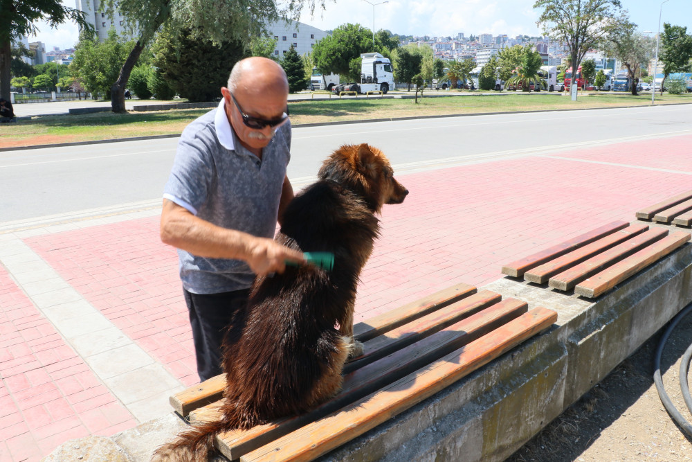 Dost adlı köpek kahvehane müşterilerinin sevgilisi oldu