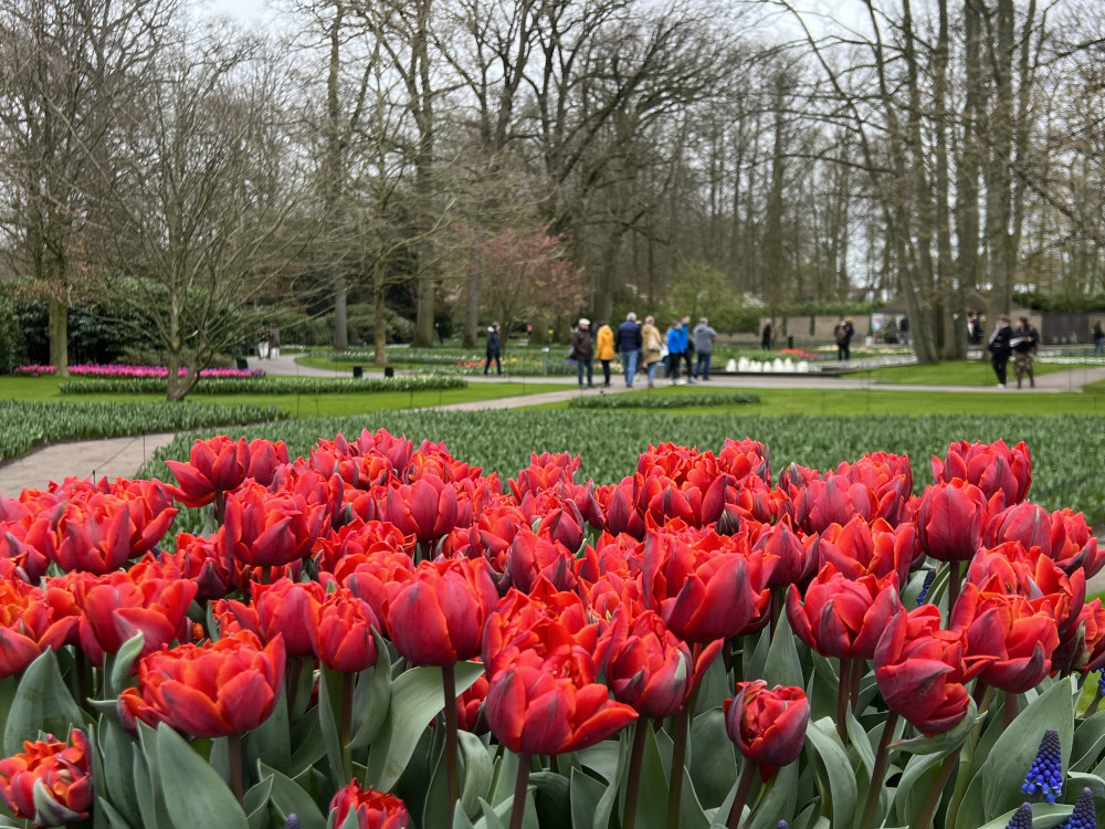 40 Bahçıvanlı 7 Milyon Soğanlı Lale Bahçesi:  Keukenhof