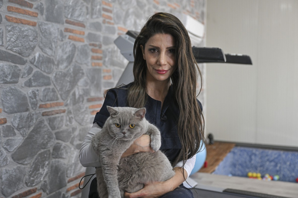 Obez Kedi Şiraz zayıflamaya kararlı