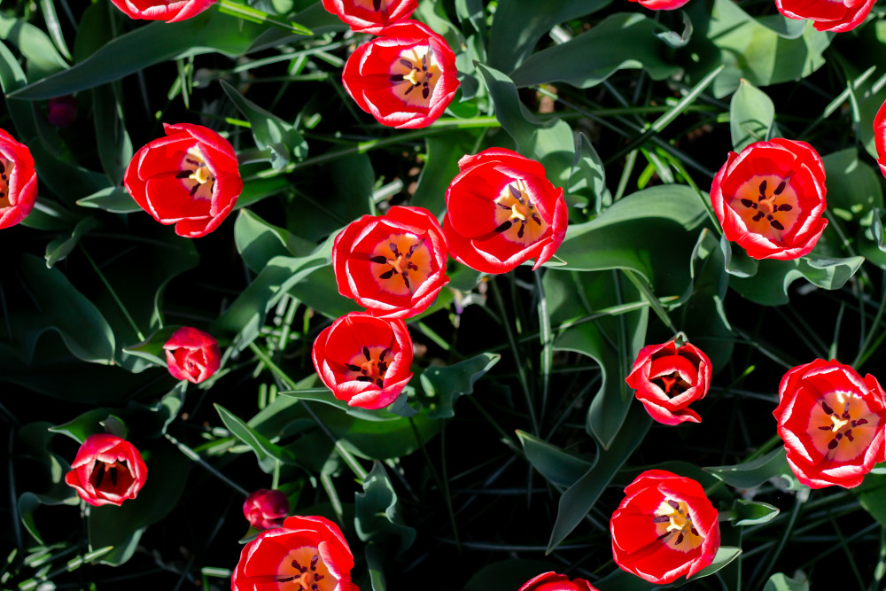Keukenhof Bahçelerinin 40ı aşkın lale çeşidi ziyarete açıldı