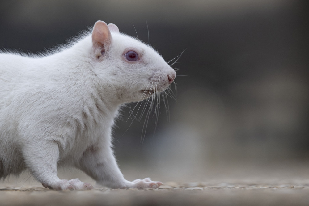 Milyonda bir görülüyor: Beyaz Sİncap