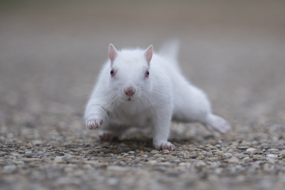 Milyonda bir görülüyor: Beyaz Sİncap