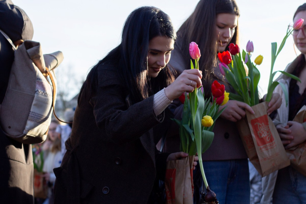 Hollandada Lale Mevsimi bu görüntülerle başladı