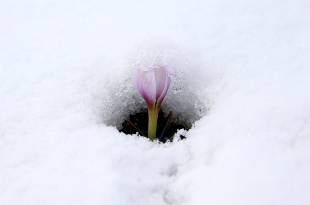 Kar altında çiğdemlerin güzelliği 