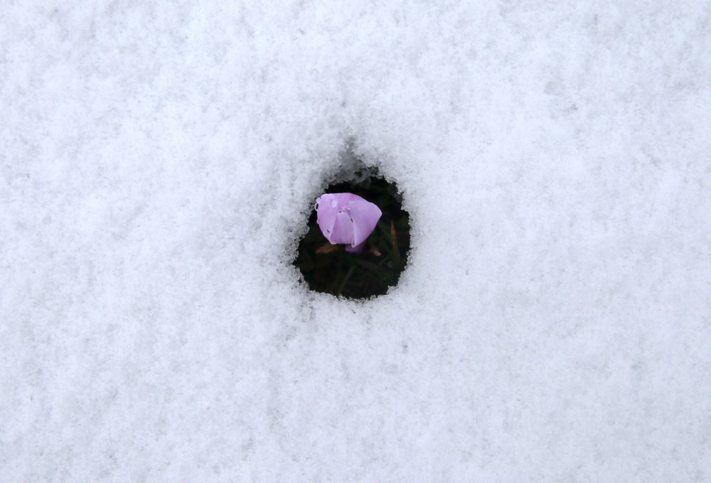 Kar altında çiğdemlerin güzelliği 