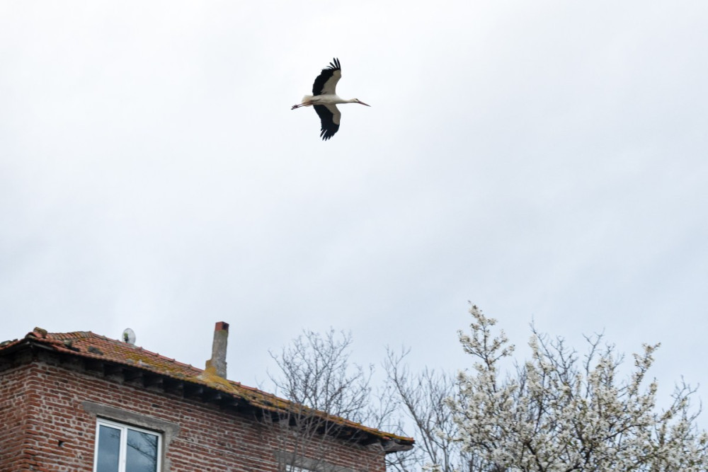 Yaren Leylek göçten böyle geri döndü